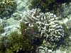 Bleget koral ved Anse Royale