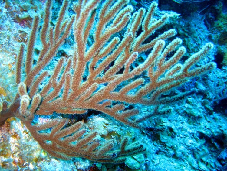 Flot koral ved West Caicos