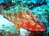 Rød grouper ved West Caicos