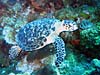 Lille havskildpadde ved West Caicos