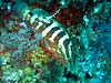 Nassau grouper ved West Caicos