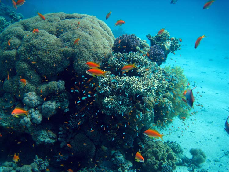 Fisk og koraller ved Ras Mamlah