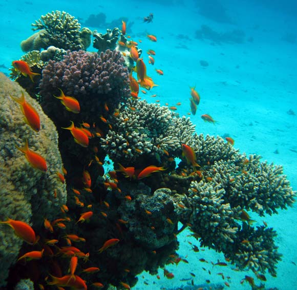 Koraller og juvelfanebarser ved Ras Mamlah
