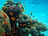 Koraller og juvelfanebarser ved Ras Mamlah