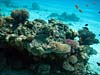 Koraller ved Ras Mamlah
