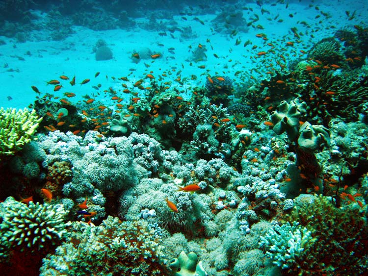 Koralrev ved Ras Mamlah
