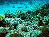 Koralrev ved Ras Mamlah