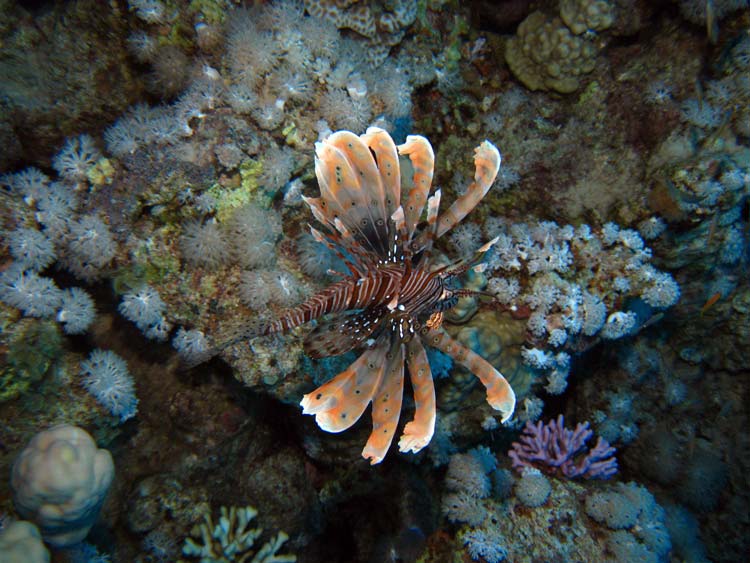 Smuk dragefisk ved Mashraba Reef