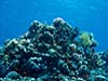 Koraller og fisk ved Blue Hole