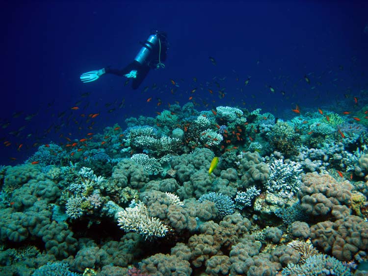 Flotte koraller ved Gabr el Bint