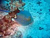 Blåplettet pilrokke ved Mashraba Reef