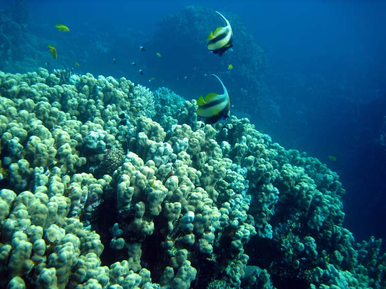 Koraller og vimpelfisk ved Islands i Dahab