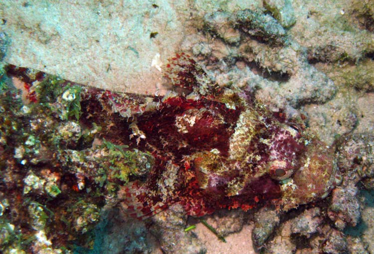 Skorpionfisk ved Islands i Dahab