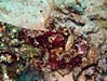 Skorpionfisk ved Islands i Dahab