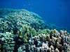 Koraller ved Islands i Dahab