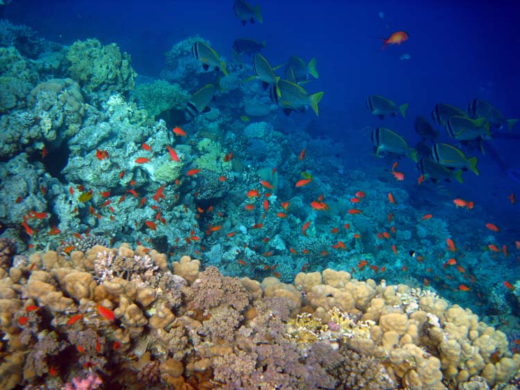 Koraller og fisk ved Lighthouse Reef