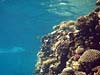Koralvæg ved Lighthouse Reef