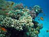 Smukt koralrev ved Ras Mamlah