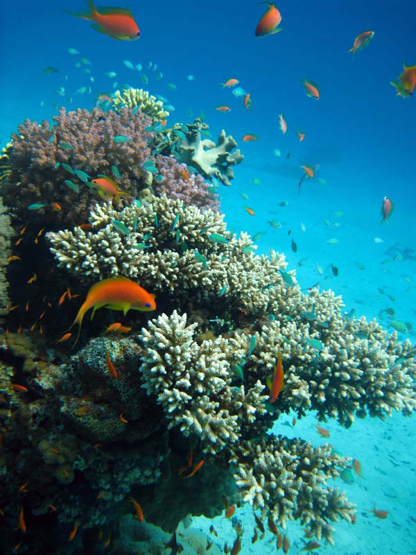 Flot koralrev ved Ras Mamlah
