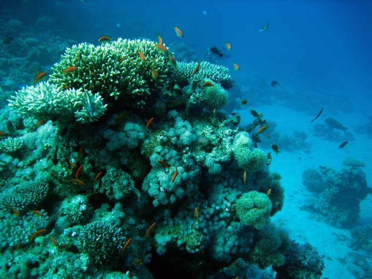 Fisk og koraller ved Ras Mamlah