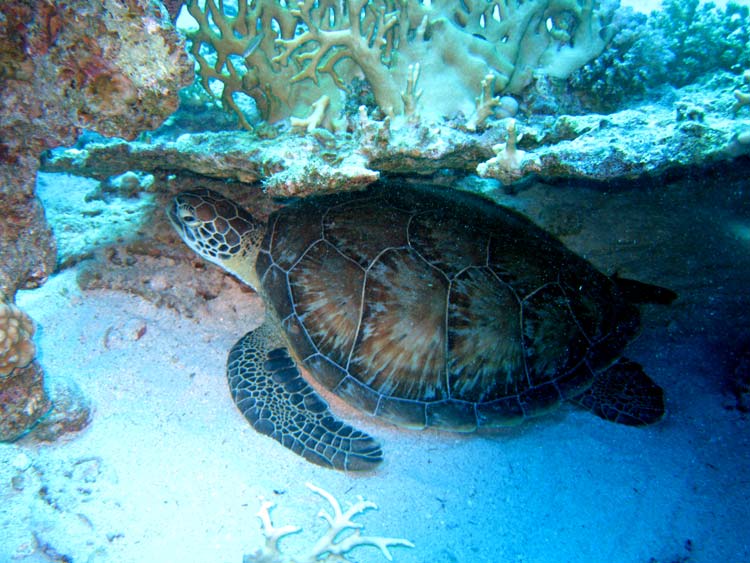 Havskildpadde ved Ras Mamlah