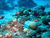 Koraller og fisk ved Ras Mamlah