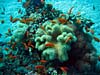 Flotte koraller ved Ras Mamlah