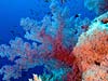 Blødkoraller ved Daedalus Reef