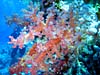 Smuk blødkoral ved Yolanda Reef i Ras Mohammed