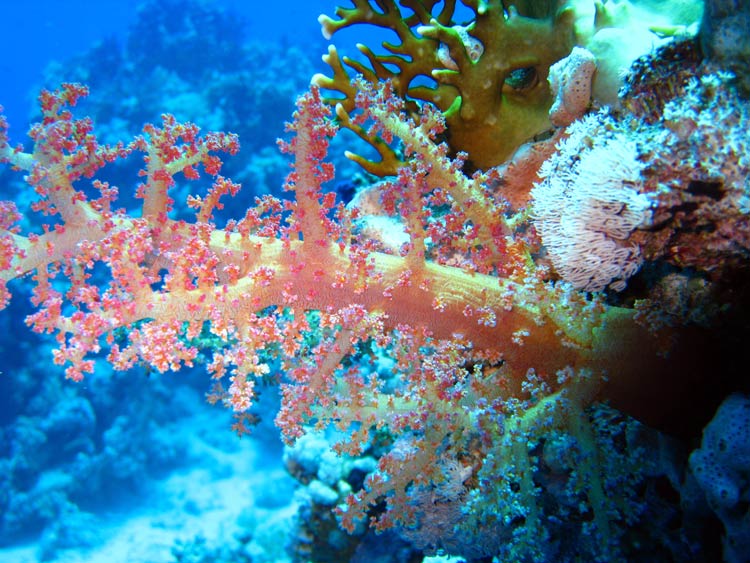 Smuk blødkoral ved Shark Reef i Ras Mohammed