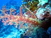 Smuk blødkoral ved Shark Reef i Ras Mohammed