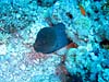 Stor muræne ved Yolanda Reef i Ras Mohammed