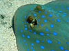 Pilrokke ved Yolanda Reef i Ras Mohammed