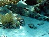 Krokodillefisk ved Yolanda Reef i Ras Mohammed