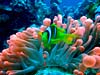 Klovnfisk og anemone
