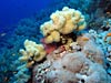 Flotte læderkoraller ved Daedalus Reef 