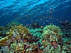 Fantastiske koraler ved Elphinstone Reef