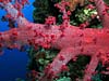 Smuk blødkoral ved Elphinstone Reef