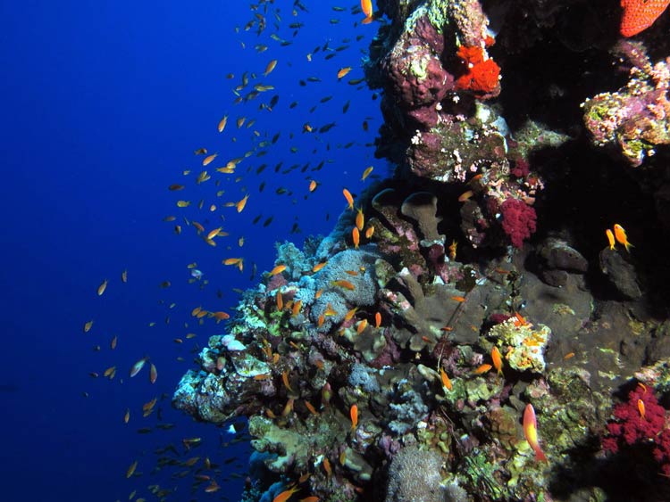 Koraller og fisk ved Elphinstone Reef
