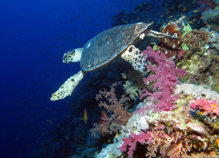 Havskildpadde ved Elphinstone Reef