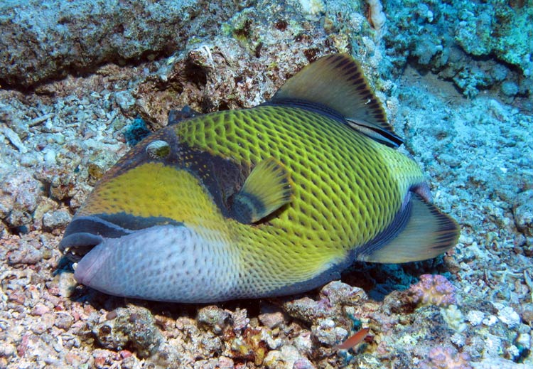 Aftrækkerfisk ved Elphinstone Reef