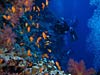 Fisk og koraller ved Elphinstone Reef