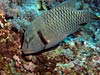 Stor napoleonfisk ved Elphinstone Reef