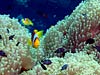 Klovnfisk ved Paradise Reef