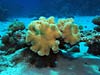 Læderkoraller ved Paradise Reef
