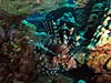 Dragefisk ved Gota Abu Ghusur Reef