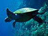 Skildpadde ved Daedalus Reef