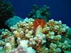 Smukke koraller og juletræsorm i Dahab