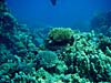 Flot koralrev ved The Islands