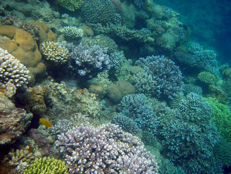 Koraller ved Lighthouse Reef i Dahab